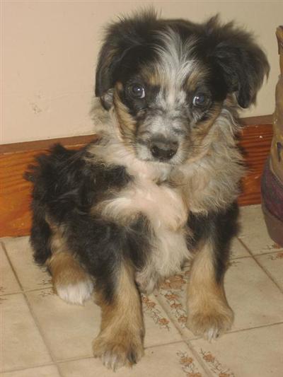 Anatolian Shepherd Dog Puppies for Sale