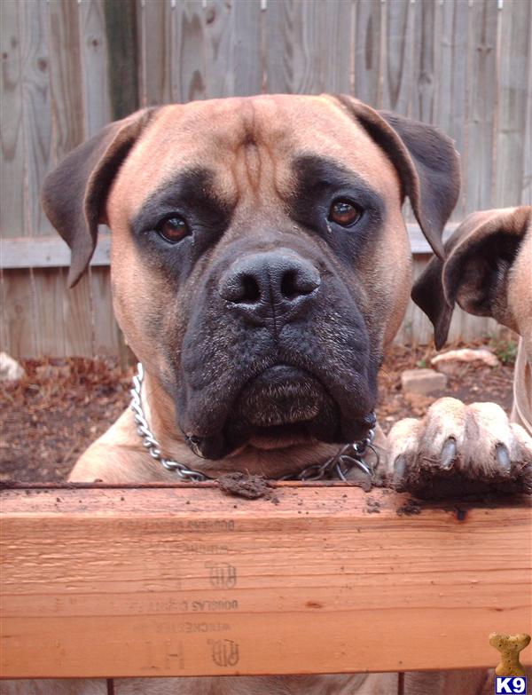Stud Dogs - Bullmastiff