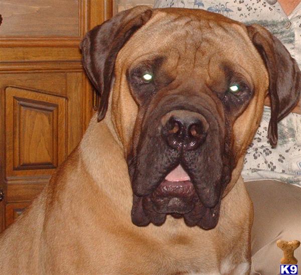 Stud Dogs - Bullmastiff