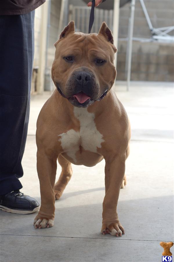 Stud Dogs in CA