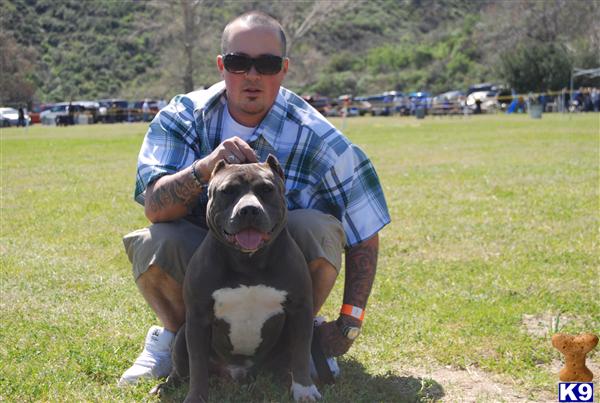 Stud Dogs in CA