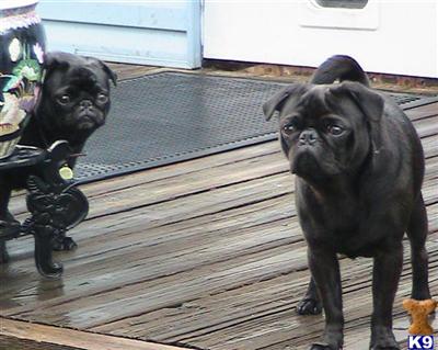 Pug Puppies in FL