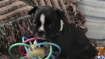 Boston Terrier Puppies in FL