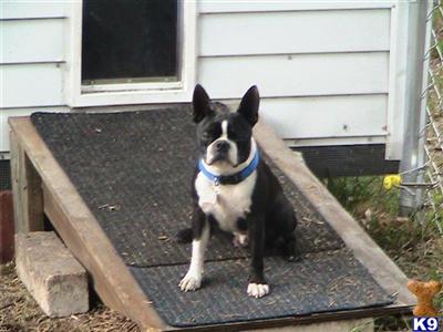 Stud Dogs - Boston Terrier