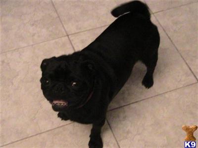 Stud Dogs - Pug