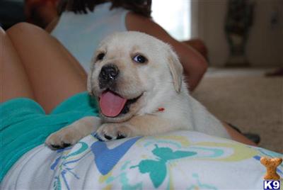 Puppies in Colorado springs