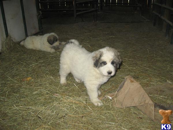Puppies in TN