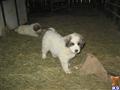 Great Pyrenees