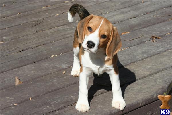 Dogs - Beagle
