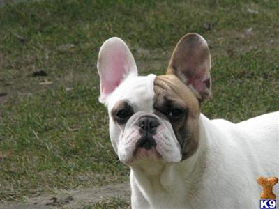 Dogs - French Bulldog