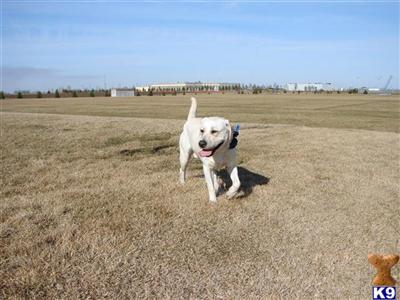 Stud Dogs - Labrador Retriever
