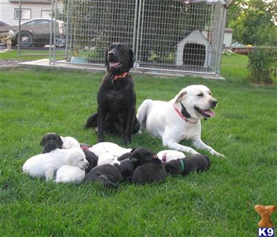 Puppies in MN