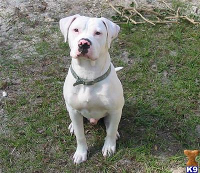 Stud Dogs - American Bulldog