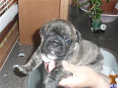 Bulldog Puppies for Sale