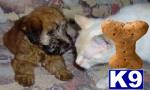 Soft Coated Wheaten Terrier Puppies for Sale