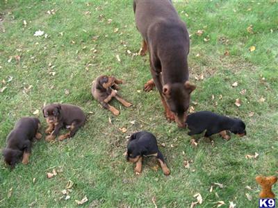 Puppies in IL