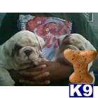Puppies in IL