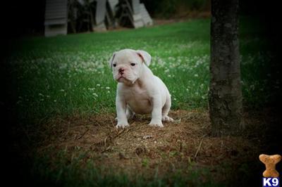 Puppies in AL