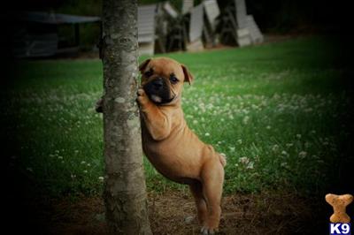 Puppies in AL