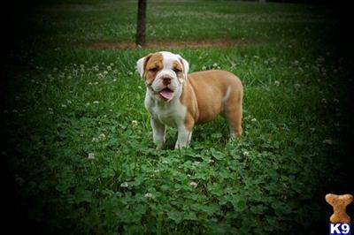 Puppies in AL