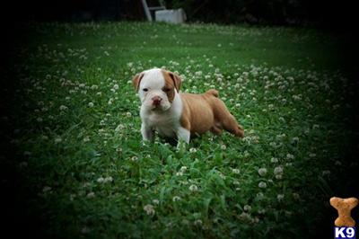 Puppies in AL