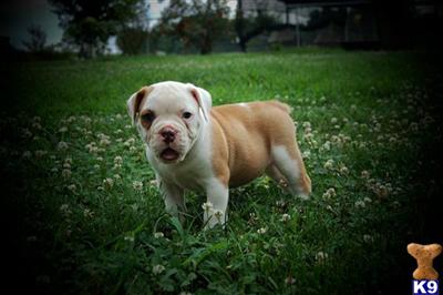 Puppies in AL