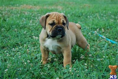 Puppies in AL