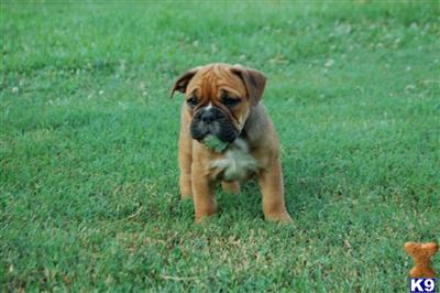 Puppies in AL