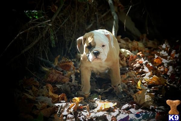 Puppies in Baileyton