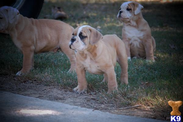 Puppies in Baileyton