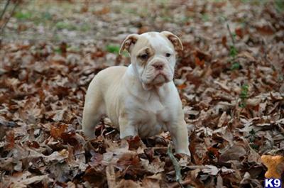 Old English Bulldog Puppies for Sale