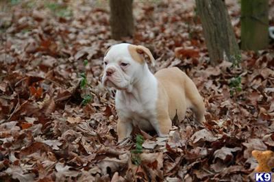 Old English Bulldog Puppies for Sale