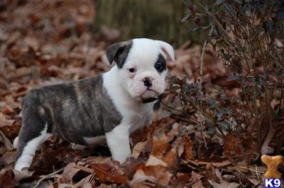 Old English Bulldog Puppies for Sale