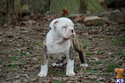 Old English Bulldog Puppies for Sale