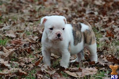 Old English Bulldog Puppies for Sale