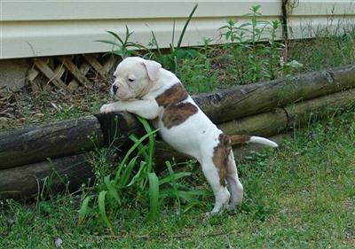 American Bulldog Puppies in GA