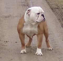 Stud Dog