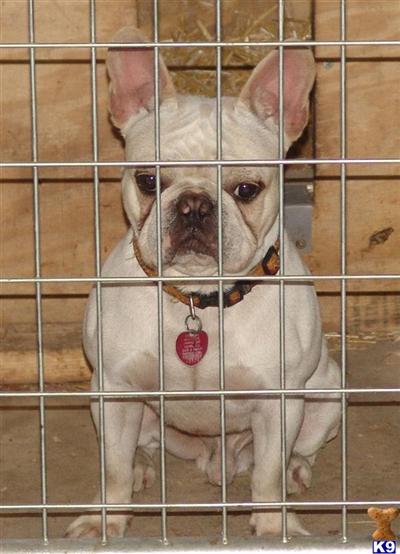Stud Dog
