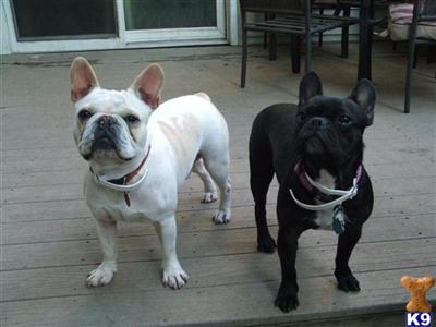 Dogs for Sale in MI