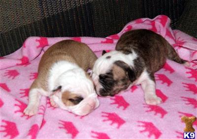 Bulldog Puppies for Sale