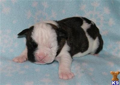 Puppies in MI