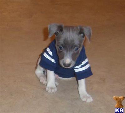 Puppies in MI