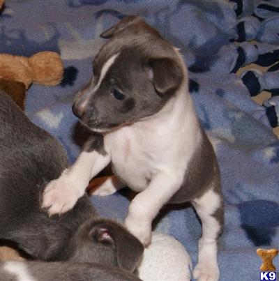 Rat Terrier Puppies for Sale