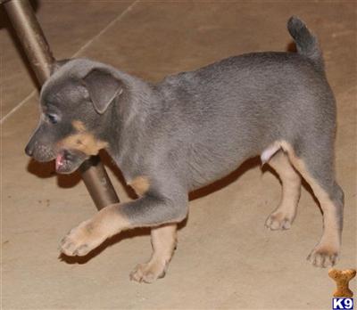 Rat Terrier Puppies for Sale