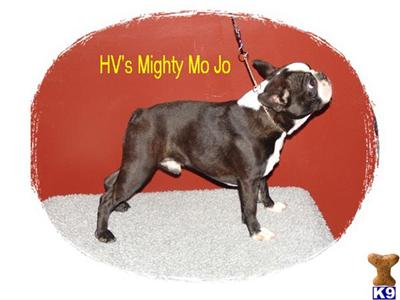 Stud Dogs - Boston Terrier