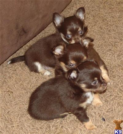 Chihuahua Puppies for Sale