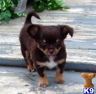 Chihuahua Puppies for Sale