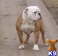 Stud Dogs - Old English Bulldog