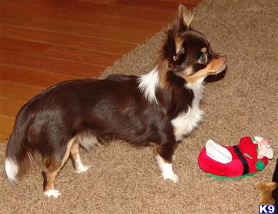 Stud Dogs - Chihuahua