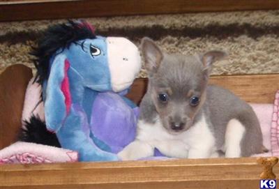 Puppies in MI